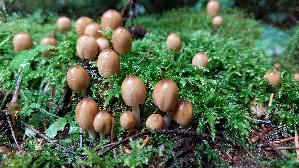 Glimmertintling_Coprinellus-micaceus_20250925_121623.jpg