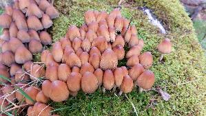Glimmertintling_Coprinellus-micaceus_20251029_150243.jpg