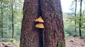 Goldfell---Schueppling_Pholiota-aurivella_20251003_112935.jpg