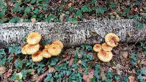 Goldfell---Schueppling_Pholiota-aurivella_20251019_123144.jpg
