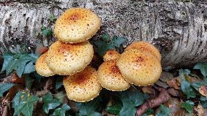 Goldfell---Schueppling_Pholiota-aurivella_20251019_123149.jpg