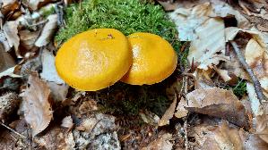 Goldgelber-Laerchenroehrling_Suillus-grevillei_20250809_100654.jpg