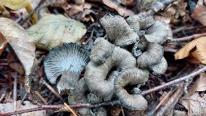 Grau--er-Leistling_Craterellus-cinereus_20251015_153601.jpg