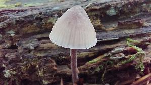 Grosser-Bluthelmling_Mycena-haematopus_20250726_141543.jpg