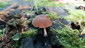 Grosssporiger-Buchenschnitzling_Simocybe-sumptuosa_20250725_113948.jpg