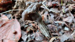 Grubenlorchel_Helvella-lacunosa_20250930_120959.jpg