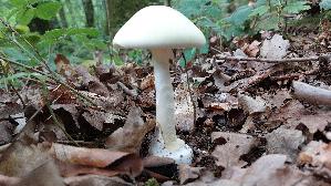 Gruener-Knollenblaetterpilz_Amanita-phalloides_20250809_085706.jpg
