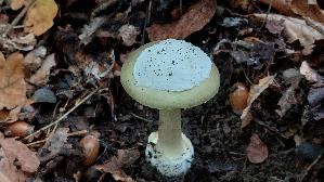 Gruener-Knollenblaetterpilz_Amanita-phalloides_20251014_161440.jpg