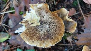 Gruenfarbiger-Ritterling_Tricholoma-viridifucatum_20251009_140623.jpg