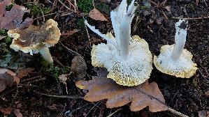 Gruenfarbiger-Ritterling_Tricholoma-viridifucatum_20251009_140644.jpg