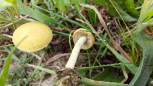 Halbkugeliger-Ackerling_Agrocybe-pediades_20250917_122732.jpg