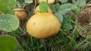 Halbkugeliger-Ackerling_Agrocybe-pediades_20250917_122935.jpg