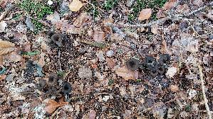 Herbsttrompete_Craterellus-cornucopioides_20251014_142953.jpg
