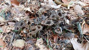 Herbsttrompete_Craterellus-cornucopioides_20251014_143034.jpg
