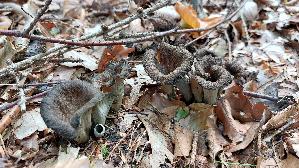 Herbsttrompete_Craterellus-cornucopioides_20251015_135258.jpg