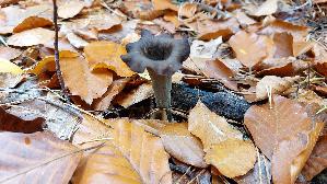 Herbsttrompete_Craterellus-cornucopioides_20251026_110936.jpg