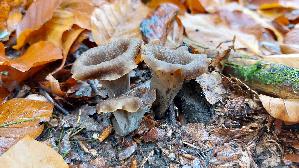 Herbsttrompete_Craterellus-cornucopioides_20251028_120352.jpg
