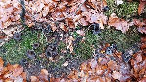 Herbsttrompete_Craterellus-cornucopioides_20251111_130854.jpg