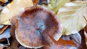 Hirschbrauner-Was--serkopf_Cortinarius-hinnuleus_20251029_134500.jpg