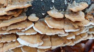 Hirschfarbene-Tramete_Trametes-cervina_20251202_132256.jpg