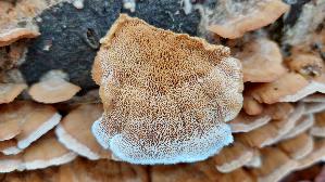 Hirschfarbene-Tramete_Trametes-cervina_20251202_132320.jpg