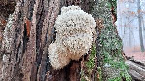 Igel---Stachelbart_Hericium-erinaceus_20251107_131446.jpg