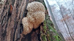 Igel---Stachelbart_Hericium-erinaceus_20251107_131535.jpg