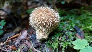 Igelstaeubling_Lycoperdon-echinatum_20250805_163248.jpg