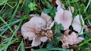 Isabellfarbener-Roetling_Entoloma-neglectum_20251023_115736.jpg