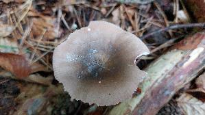 Jodoform---Taeubling_Russula-turci_20251012_101609.jpg