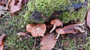 Jodoform---Was--serkopf_Cortinarius-obtusus_20251117_120328.jpg