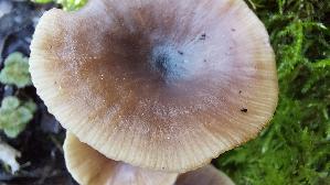 Kaffeebrauner-Gabeltrichterling_Pseudoclitocybe-cyathiformis_20251126_114751.jpg