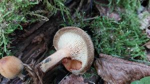 Kahler-Krempling_Paxillus-involutus_20250920_103814.jpg