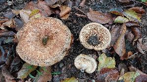 Kahler-Krempling_Paxillus-involutus_20250929_110537.jpg