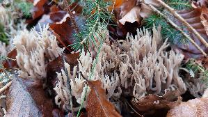 Kammkoralle_Clavulina-coralloides_20241212_122644.jpg