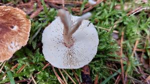 Kastanienbrauner-Schirmling_Lepiota-castanea_20250923_142627.jpg