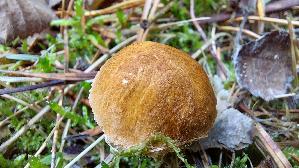 Kastanienbrauner-Schirmling_Lepiota-castanea_20250923_142703.jpg