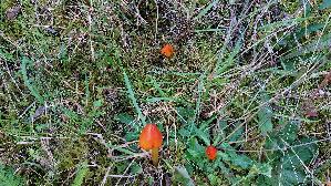 Kegeliger-Saftling_Hygrocybe-conica_20250928_190155.jpg