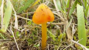 Kegeliger-Saftling_Hygrocybe-conica_20250929_145747.jpg