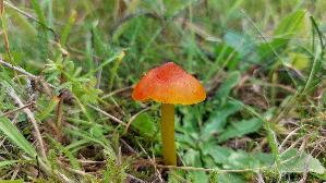 Kegeliger-Saftling_Hygrocybe-conica_20250929_150925.jpg