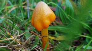 Kegeliger-Saftling_Hygrocybe-conica_20251018_120912.jpg