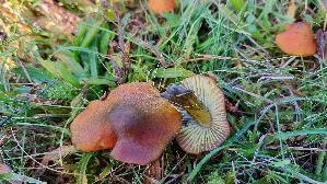 Kegeliger-Saftling_Hygrocybe-conica_20251030_114352.jpg