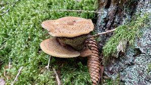 Kiefern---Braunporling_Phaeolus-spadiceus_20250821_111235.jpg