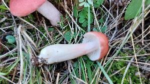 Kiefern---Speitaeubling_Russula-silvestris_20251009_163348.jpg