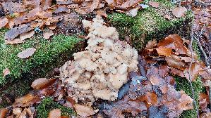 Klapperschwamm_Grifola-frondosa_20251107_121338.jpg