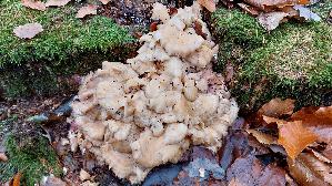 Klapperschwamm_Grifola-frondosa_20251107_121519.jpg