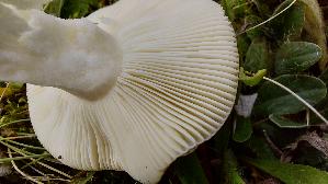 Kleiner-Rosataeubling_Russula-minutula_20250917_125720.jpg