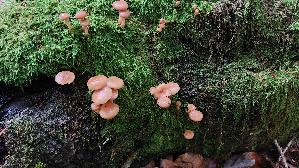 Knopfstieliger-Ruebling_Gymnopus-confluens_20250728_121528.jpg