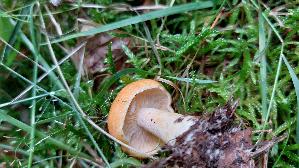 Laerchenmilchling_Lactarius-porninsis_20250729_134530.jpg