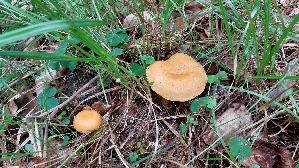 Laerchenmilchling_Lactarius-porninsis_20250729_135303.jpg